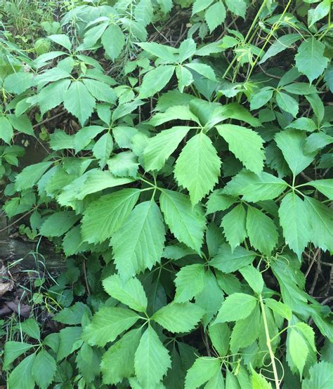 identification - Please help identify this aggressive vine? - Gardening & Landscaping Stack Exchange