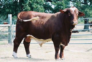 The Beefmaster Waterhole: Beefmaster Bull Semen Sale!