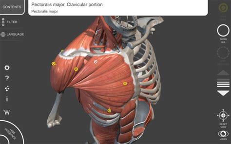 Muscular System - 3D Atlas of Anatomy - Unimersiv