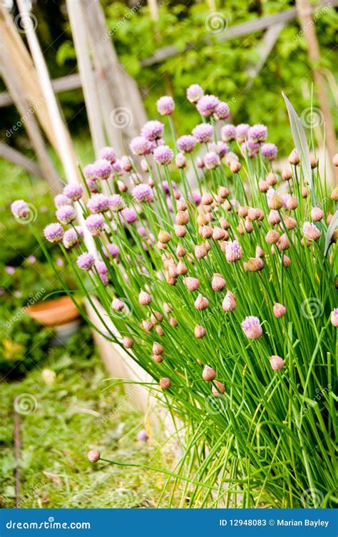 Chives in Herb Garden stock image. Image of floral, terracotta - 12948083