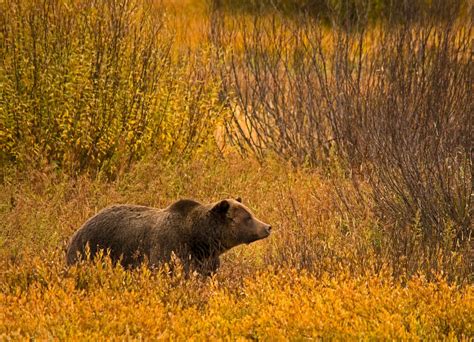 Grizzly Bear Hunting | Outdoor Life