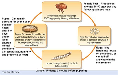 Flea life cycle 5-14-17 ORIGINAL SIZE - Saving Cats, Dogs and Cash