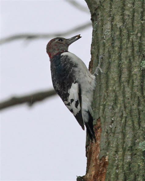 Red-headed Woodpecker Facts, Habitat, Diet, Life Cycle, Baby, Pictures