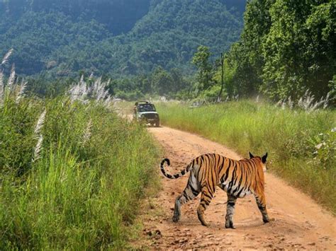 A trip to Bandhavgarh National Park | ixigo Travel Stories