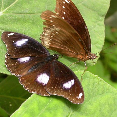 Great/Common Eggfly Butterfly