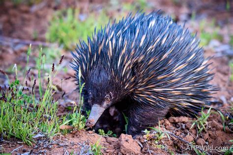 Short-beaked Echidna – AHP Wild