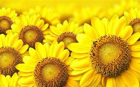 Image result for yellow sunflower background | Papel de parede de ...