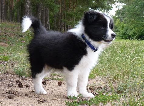 border collie puppy | Collie puppies, Boarder collie puppy, Cute puppies