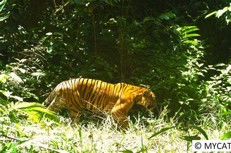 Protect the Malayan Tiger and restore its habitat - GlobalGiving