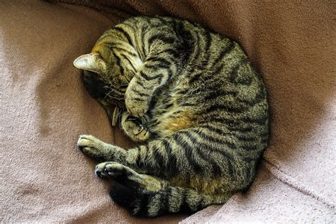 sleeping cat Free Photo Download | FreeImages