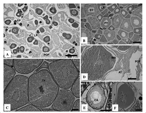 Histolog y฀ of฀ the฀ ovarian฀ maturity฀ and฀ oocyte฀ developmental฀... | Download Scientific Diagram