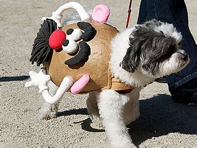 Halloween Pets: Costume Parade! | Halloween animals, Dog halloween, Dog costumes