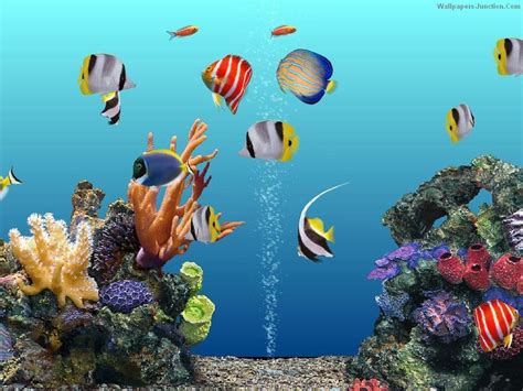 Aquarium Live Wallpaper, Live Wallpaper For Pc, New Wallpaper, Live Wallpapers, Aquarium ...