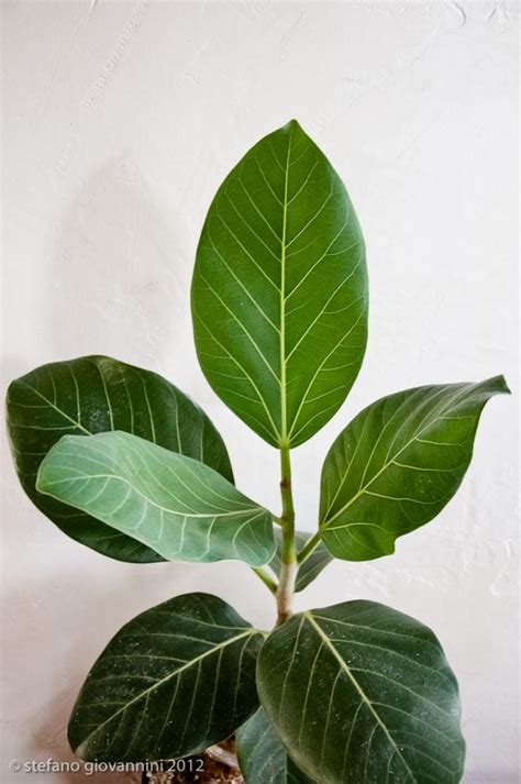 Photo of the leaves of Banyan Tree (Ficus benghalensis) posted by ...