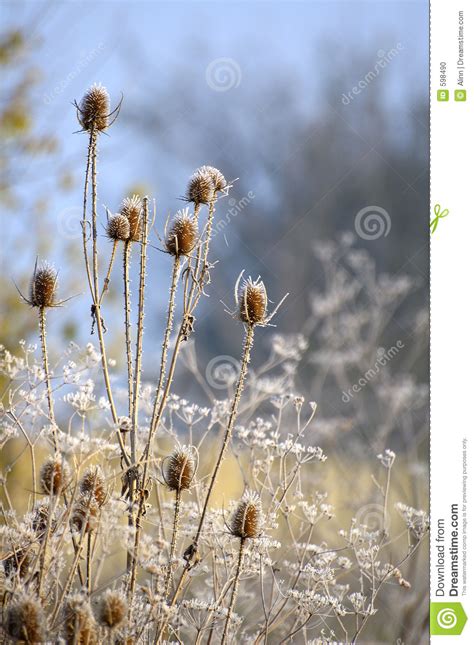 First Frost stock photo. Image of nature, autumn, calm - 598490