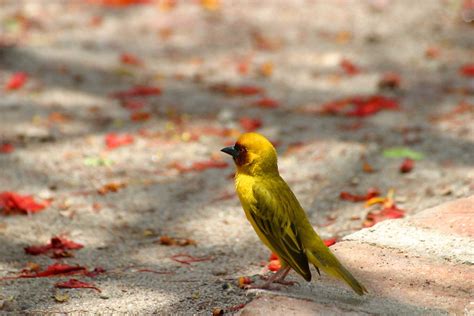 Weaver bird Free Photo Download | FreeImages