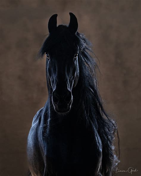 Friesian Horse | Oregon | Fine Art Photos by Tamara Gooch