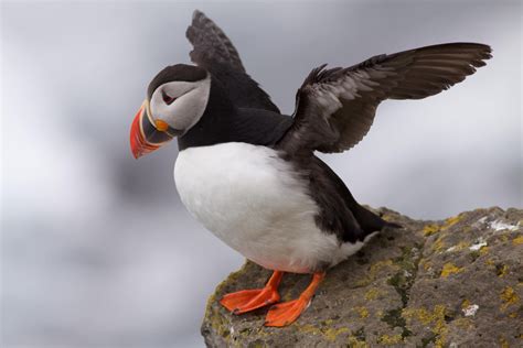 5 Dinge die du noch nicht über Islands Tierwelt wusstest - Island Ringstraße