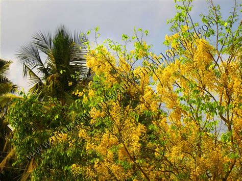 Kanikonna - The Vishu Special Flower | My Travelogue