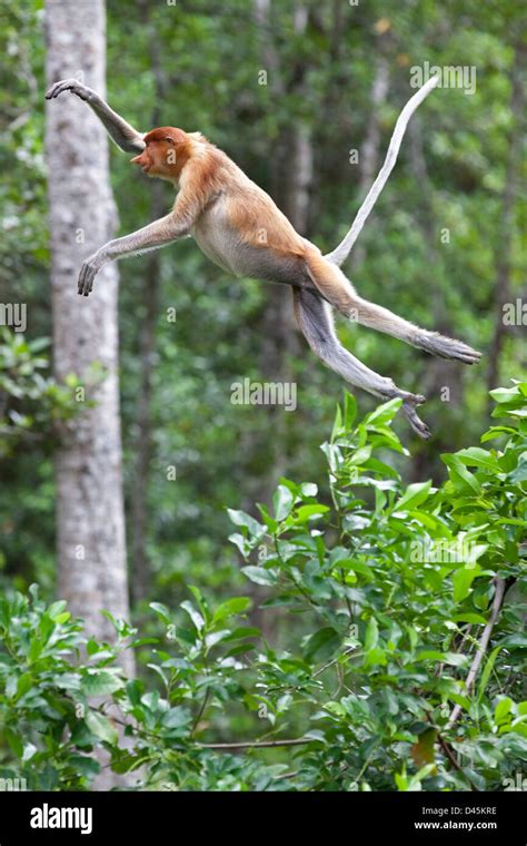 Female Proboscis Monkey leaping between trees in Malaysian coastal mangrove forest on Borneo ...