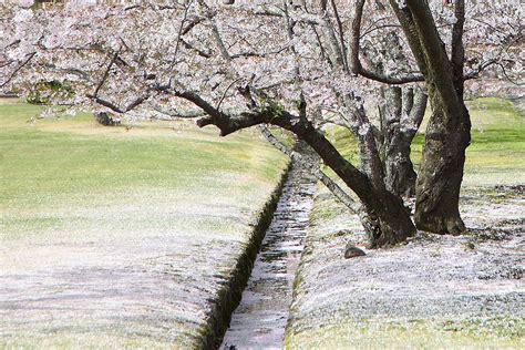 Cherry Blossoms Deer In Nara Park Photograph by Kanekodaidesignoffice ...