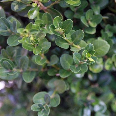 Monrovia® Green Tower® Boxwood - Buxus sempervirens 'Monrue' – ServeScape