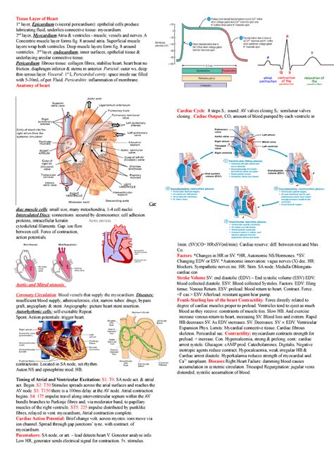 Anatomy Of The Ear Cheat Sheet