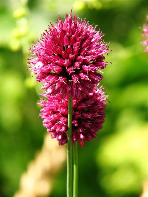 Allium sphaerocephalon – Ballyrobert Gardens