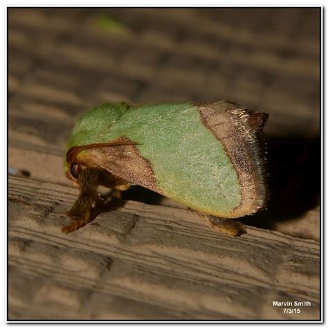 Nature in the Ozarks: Stinging Rose Caterpillar Moth (Parasa ...