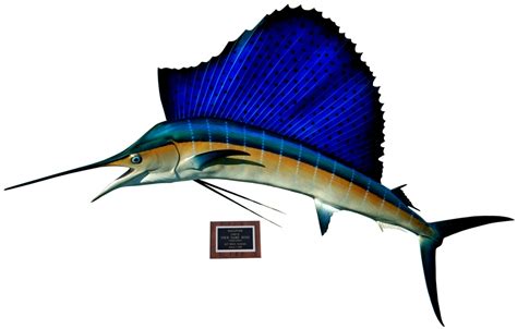 Atlantic Sailfish Mounts by King Sailfish Mounts