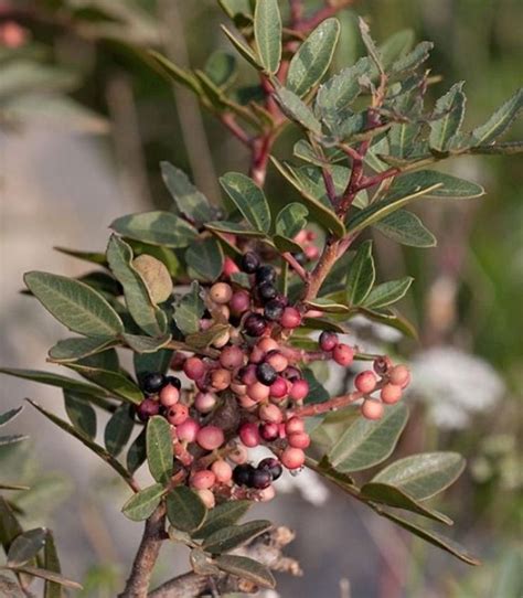 Pistacia lentiscus L