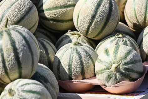 Faut-il changer le nom du melon charentais ? Les avis divergent chez les producteurs