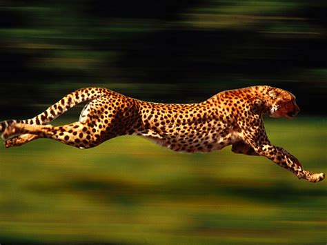 Animal Free Wallpapers: Cheetah Running Wallpapers, Running Cheetah