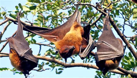 Nipah virus may teach us about COVID-19 spread - Futurity