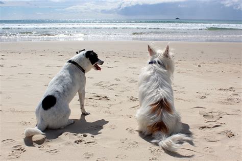 Free photo: Dog, Beach, Pet, Sea, Vacation - Free Image on Pixabay - 648170