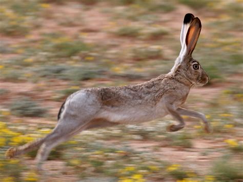 Moondance Ranch: The Mouse Highway