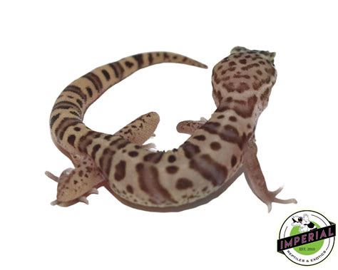 Texas Banded Gecko For Sale - Imperial Reptiles – IMPERIAL REPTILES ...