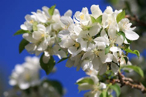 Kostenlose Bild: Cluster, weiße Blüten, Blüten, Baum