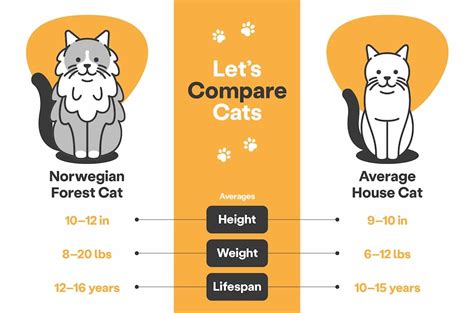 Norwegian Forest Cat Size: How Big Are They? Comparison