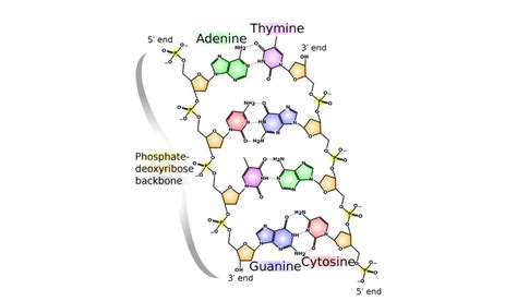 RNA and DNA May Have Shared Building Blocks and May Have Appeared at the Same Time | News ...