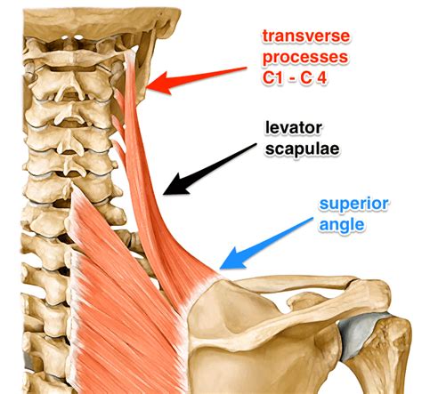 Shoulder / ПЛЕЧИ: The Levator Scapulae Muscle