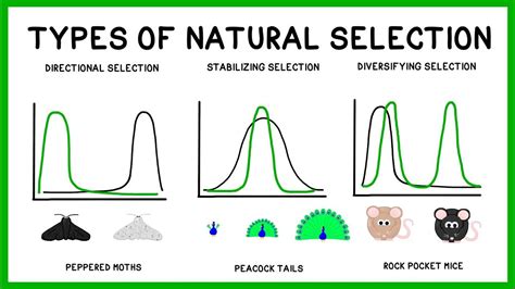 Natural Selection, Adaptation and Evolution | Natural selection, Evolution, The selection