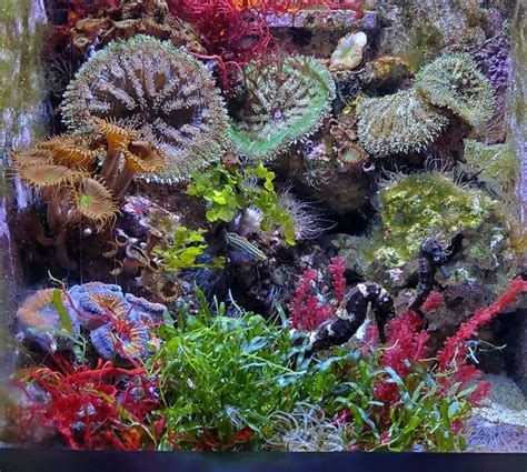 an aquarium filled with lots of different types of plants