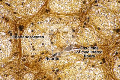 Oligodendrocyte Histology