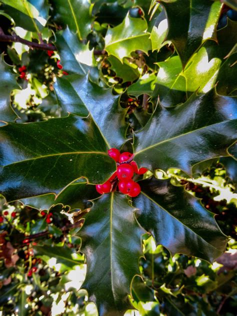 Free fotobanka : větev, květ, evergreen, botanika, Vánoce, jedle, flóra, vánoční strom ...