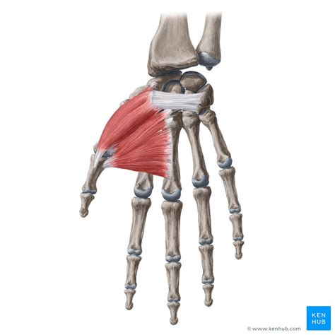 Thenar muscles: Anatomy, innervation and function | Kenhub