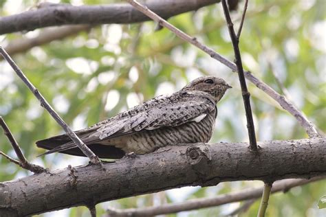 Common Nighthawk - Photo Study by Alex Lamoreaux | Nemesis Bird