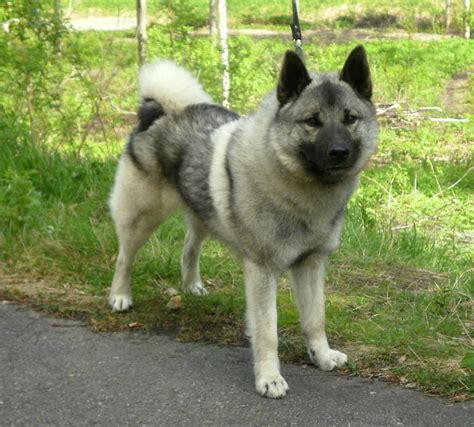 Norwegian Elkhound - Puppies, Rescue, Pictures, Information ...