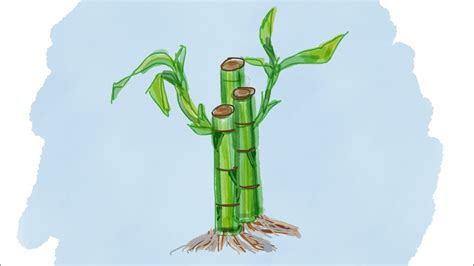 Bamboo Drawing