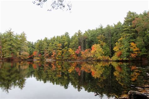 Reflections – Harold Parker State Forest – Maria Baudler